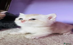 Scottish Fold cats for sale: Beautiful litter Scottish fold ready to reserve ❤️ - Image 10