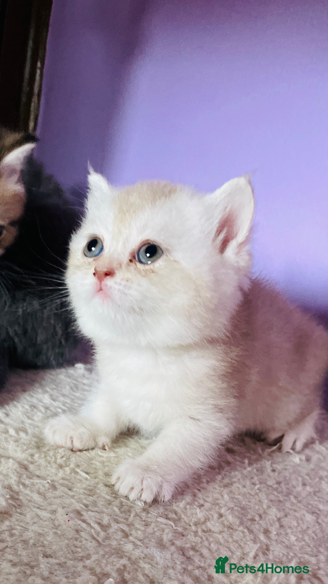 Scottish Fold cats for sale: Beautiful litter Scottish fold ready to reserve ❤️ - Image 10