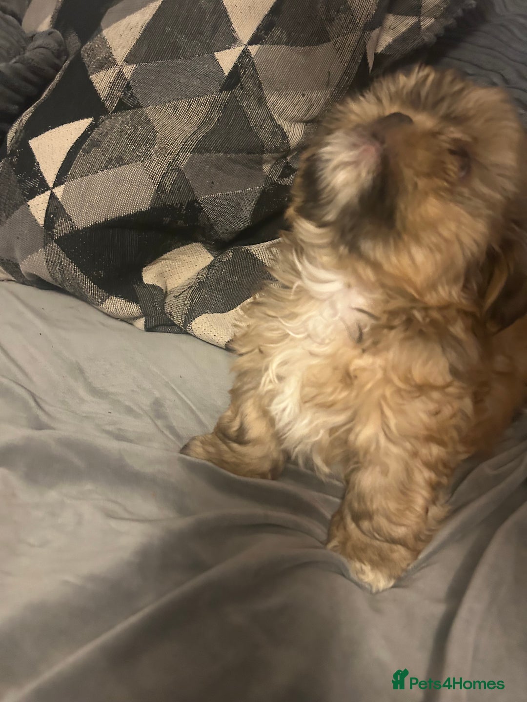 Shih Tzu dogs for sale: Gorgeous little boy - Advert 16