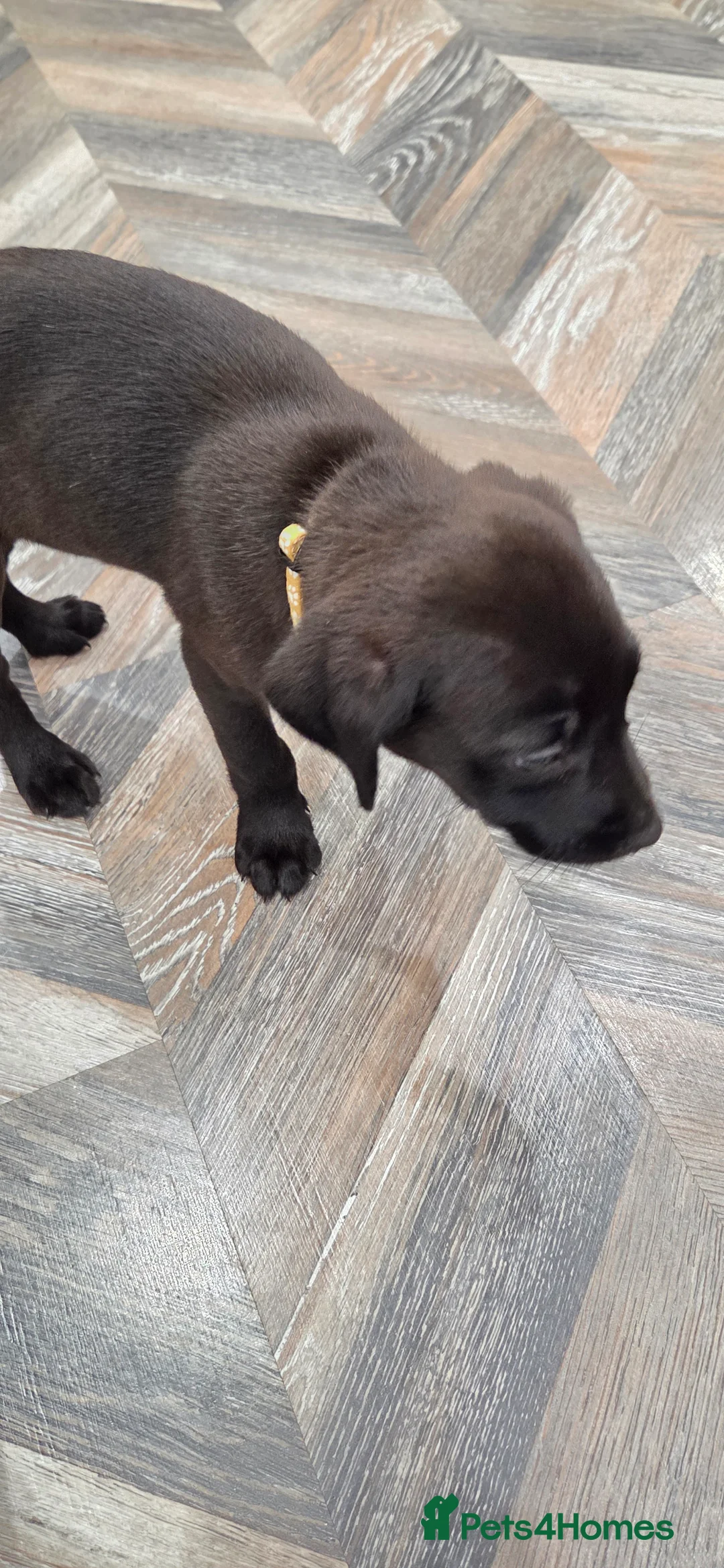 Labrador Retriever dogs for sale: GORGEOUS Dark Chocolate Labrador  - Advert 6