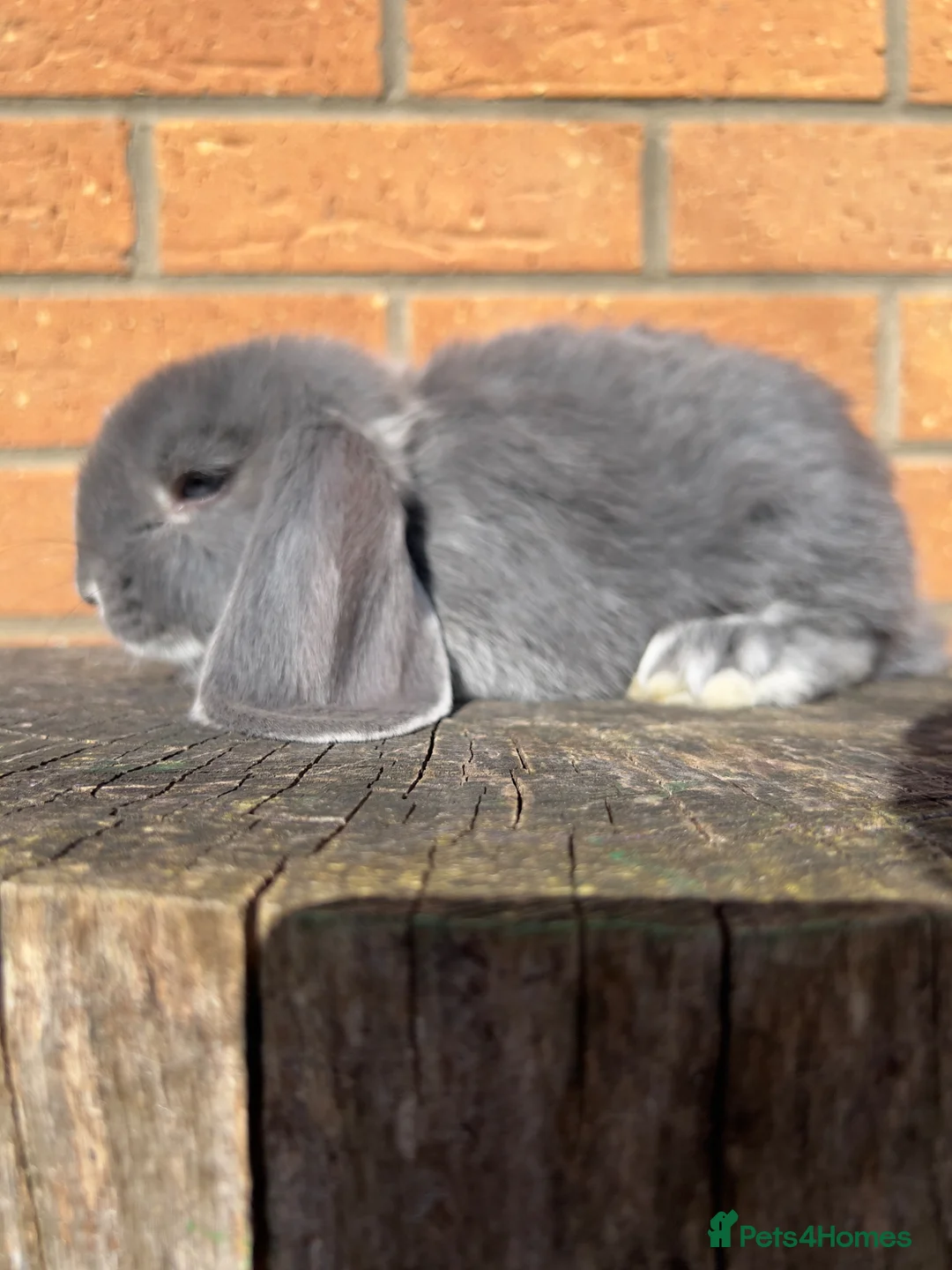 French Lop rabbits for sale: Lincolnshire Lops French Lop babies  - Advert 2