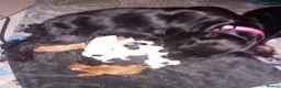 Mixed Breed dogs for sale: Cavapoos - Advert 25