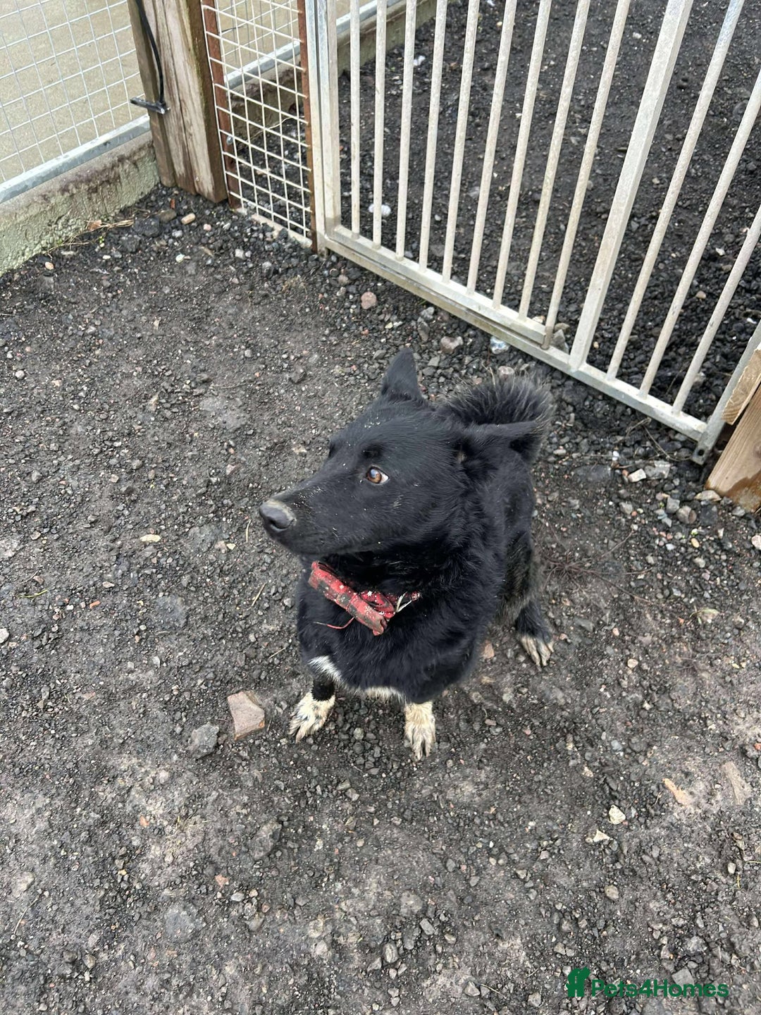 Mixed Breed dogs for adoption: BEAR  - Advert 2