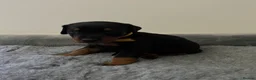 Dobermann dogs for sale: 🏆 Exceptional KC Registered Dobermann Puppies 🏆 - Advert 14