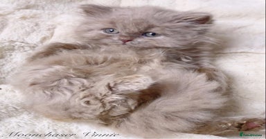 British Longhair cats - Advert 2
