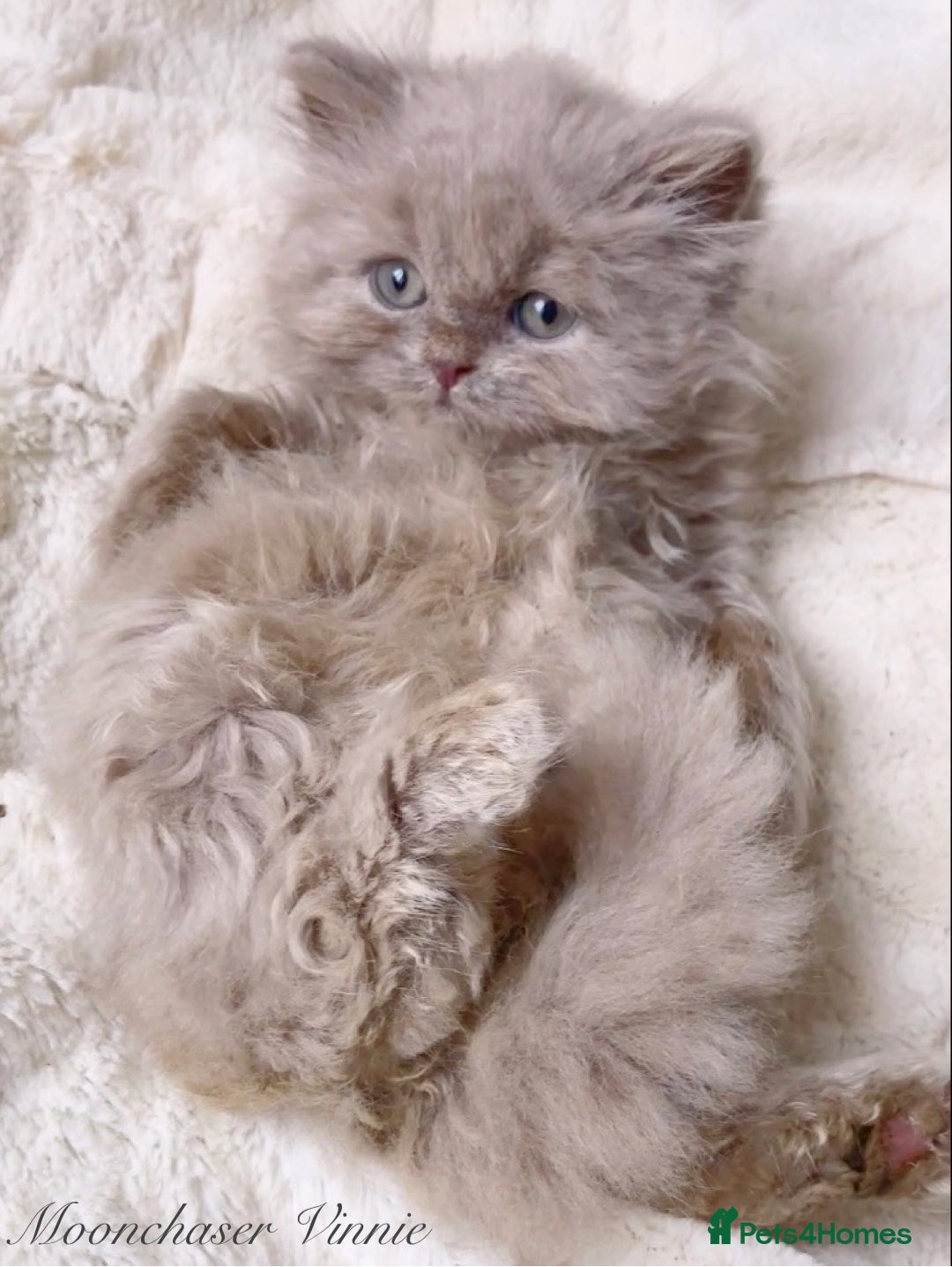 British Longhair cats for sale: Stunning Lilac British Longhair Boy TICA Reg - Image 3