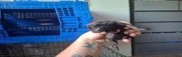 Mixed Breed cats for sale: Black kittens in Guildford - Advert 9