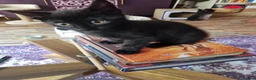 Mixed Breed cats for sale: Stroudies Ruby, Ivy, Dilly, Dave n Norman need ya - Advert 23