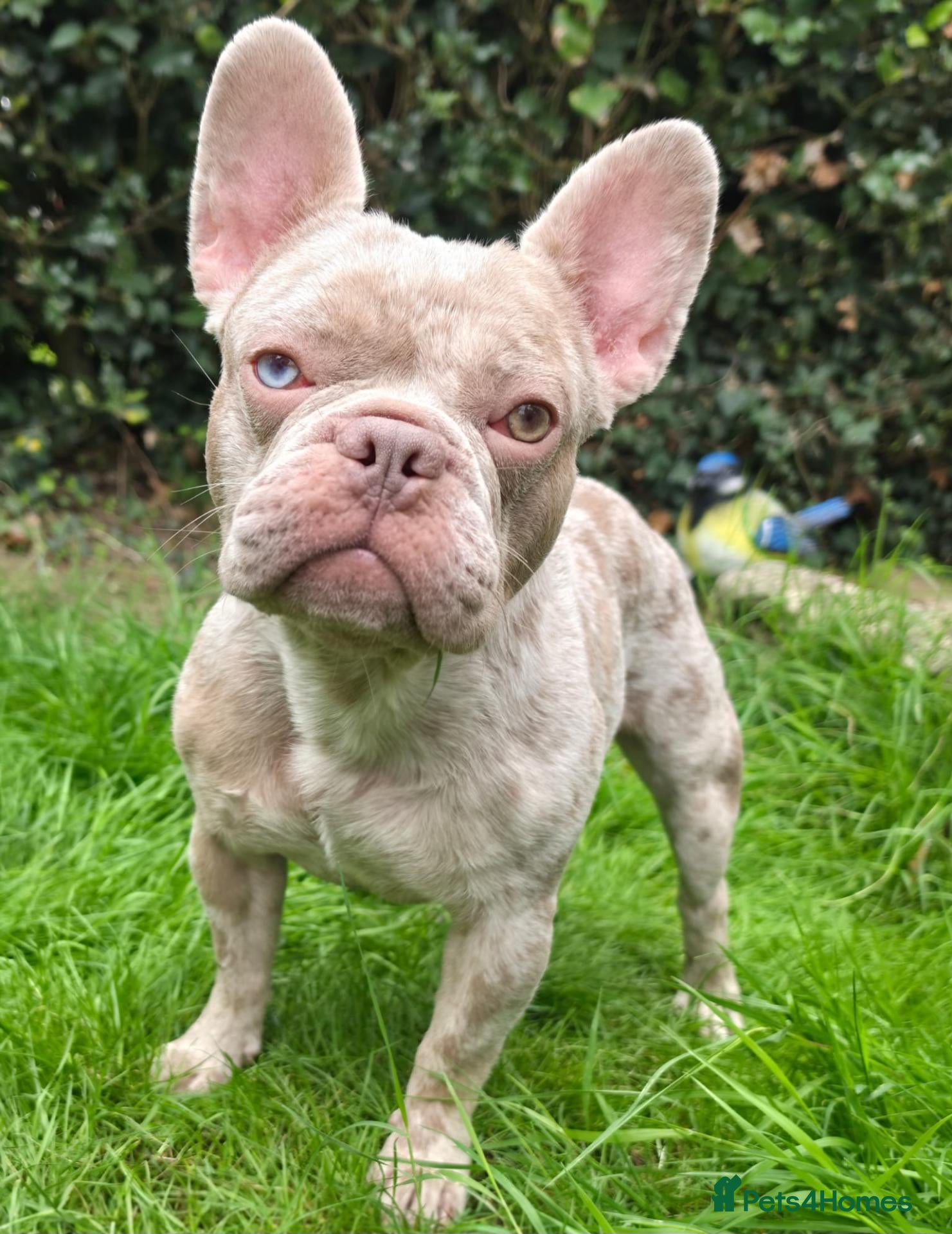 French Bulldog dogs KC Isabella Merle French Bulldog Stud Blue Eye - Advert 1