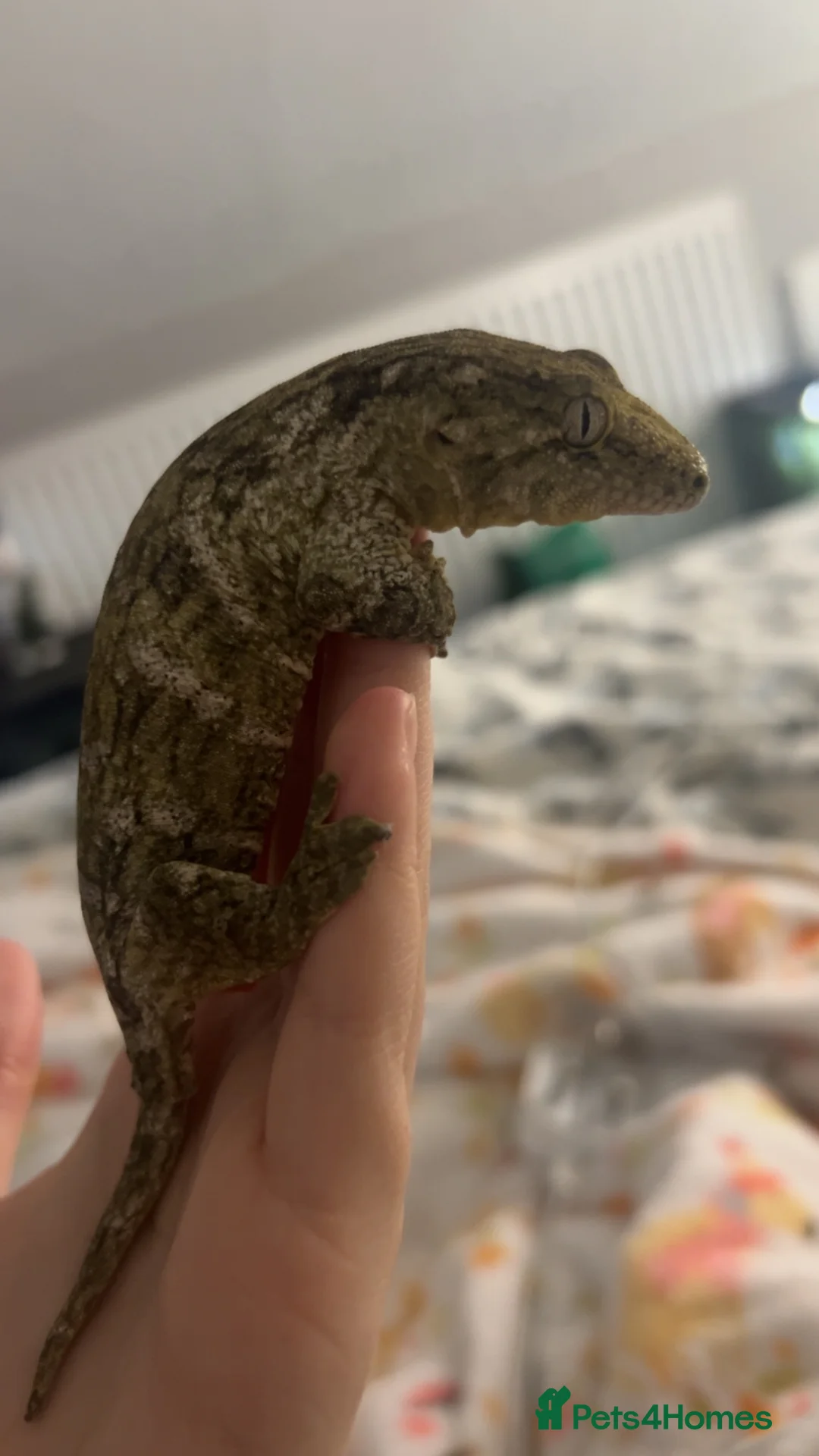Mixed Breed reptiles for sale: various geckos! - Advert 31