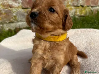 Cavapoo dogs Stunning Special Red F1 Cavapoo Puppies KC Parents - Advert 8