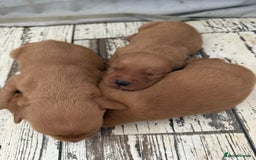 Labrador Retriever dogs for sale: Fox Red Labradors - Image 5