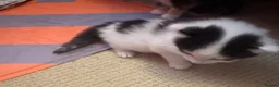 Mixed Breed cats for sale: My cat gave birth to cute 4 kittens  - Advert 9