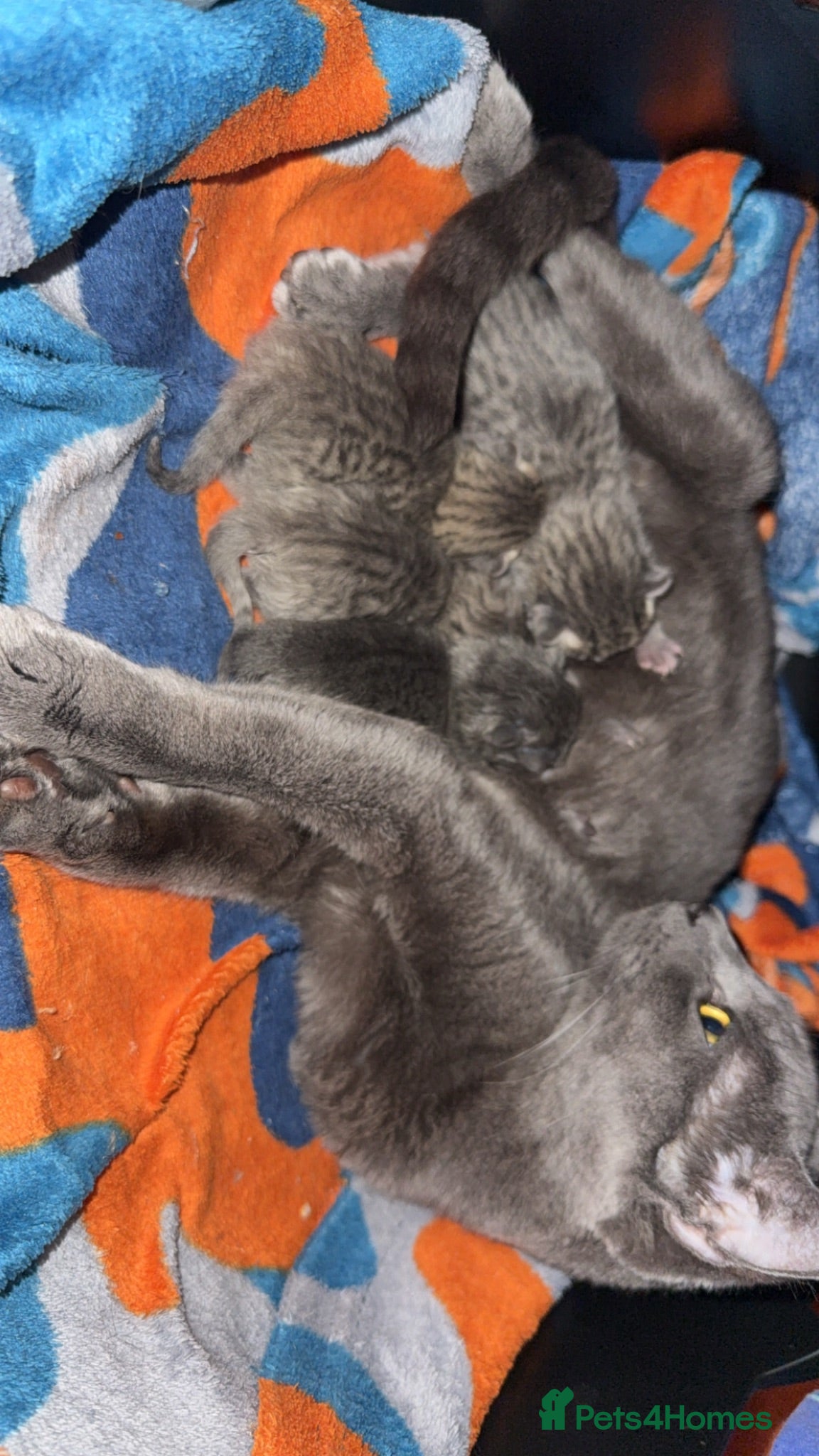 Mixed Breed cats Beautiful litter of 🐱 - Advert 6