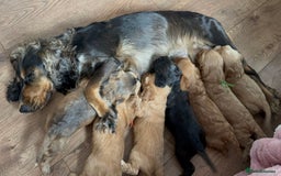 Cocker Spaniel dogs for sale: Show cocker spaniel pups ready 4th November  - Image 20