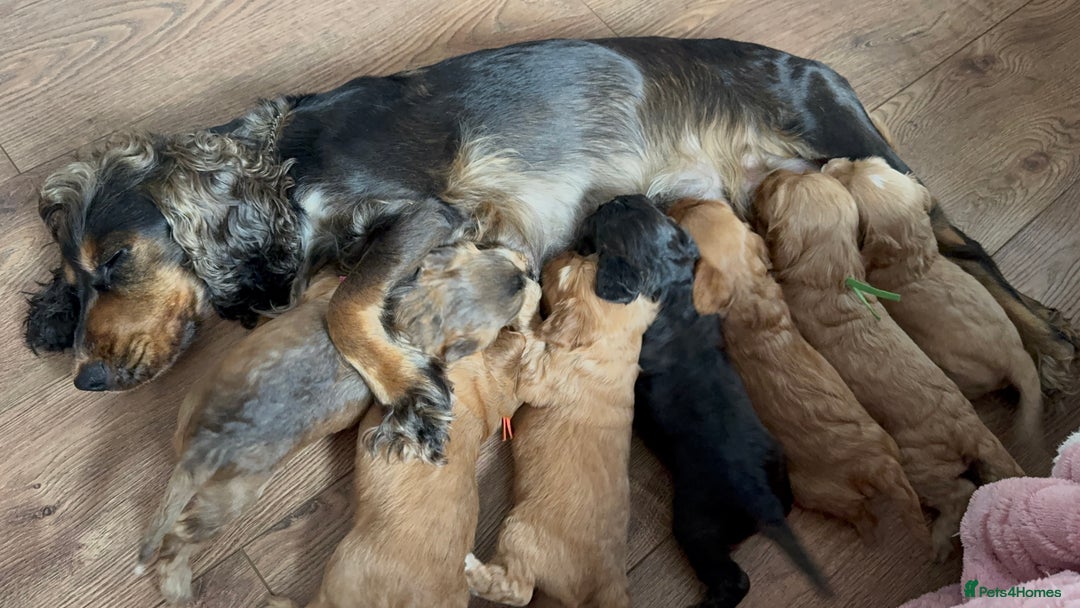 Cocker Spaniel dogs for sale: Show cocker spaniel pups ready 4th November  - Image 20