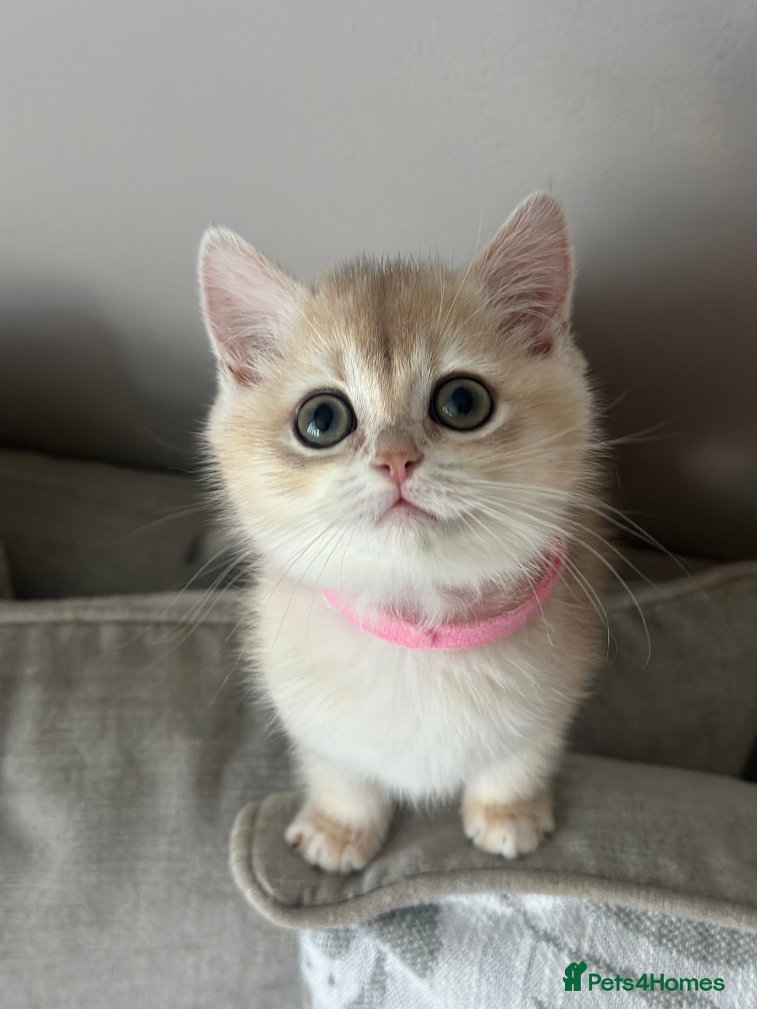 British Shorthair cats for sale: ‼️READY NOW‼️ 2 kittens left  - Advert 16