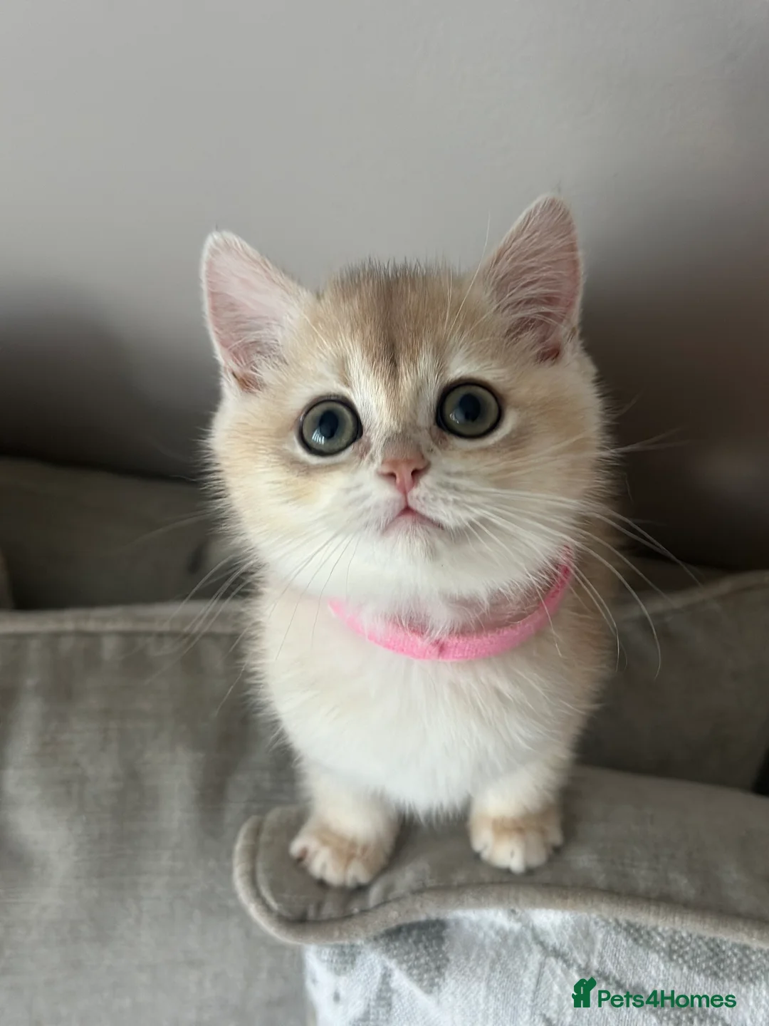 British Shorthair cats for sale: ‼️READY NOW‼️ - Advert 17