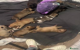 Mixed Breed dogs for sale: Bullsky puppies  - Advert 15