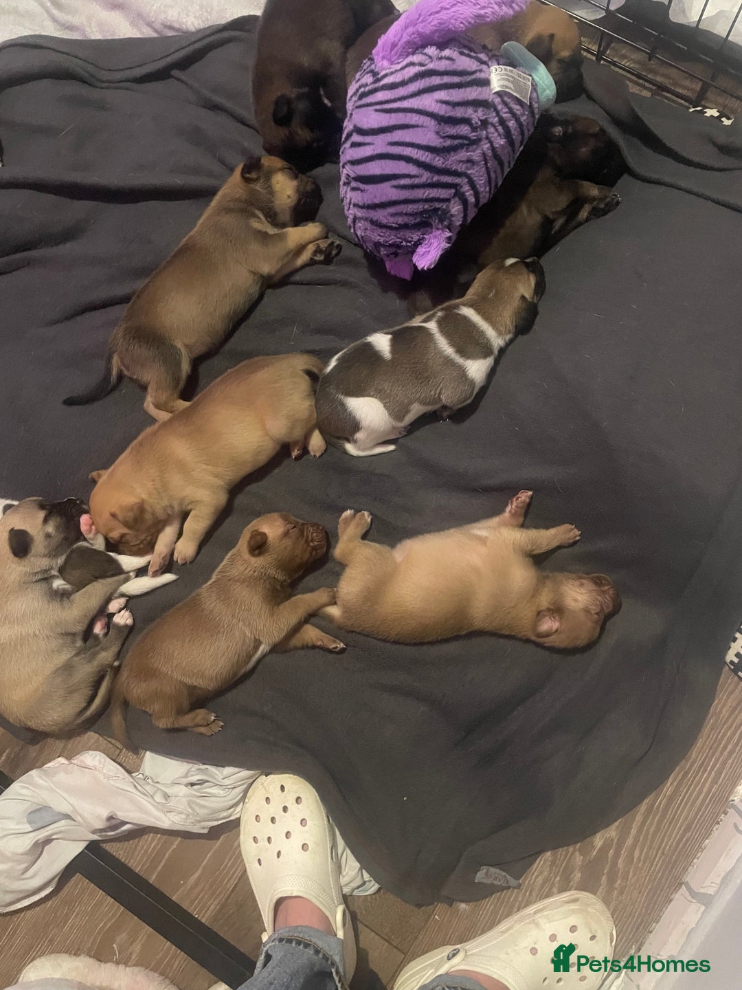 Mixed Breed dogs for sale: Bullsky puppies  - Advert 15