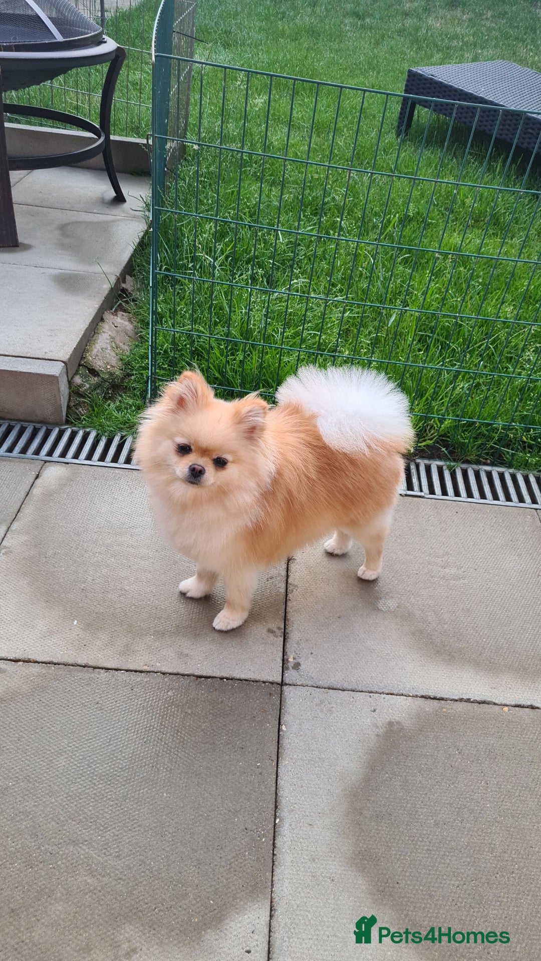 Pomeranian dogs for sale: Quality mini  **  pomeranian pups - Advert 2