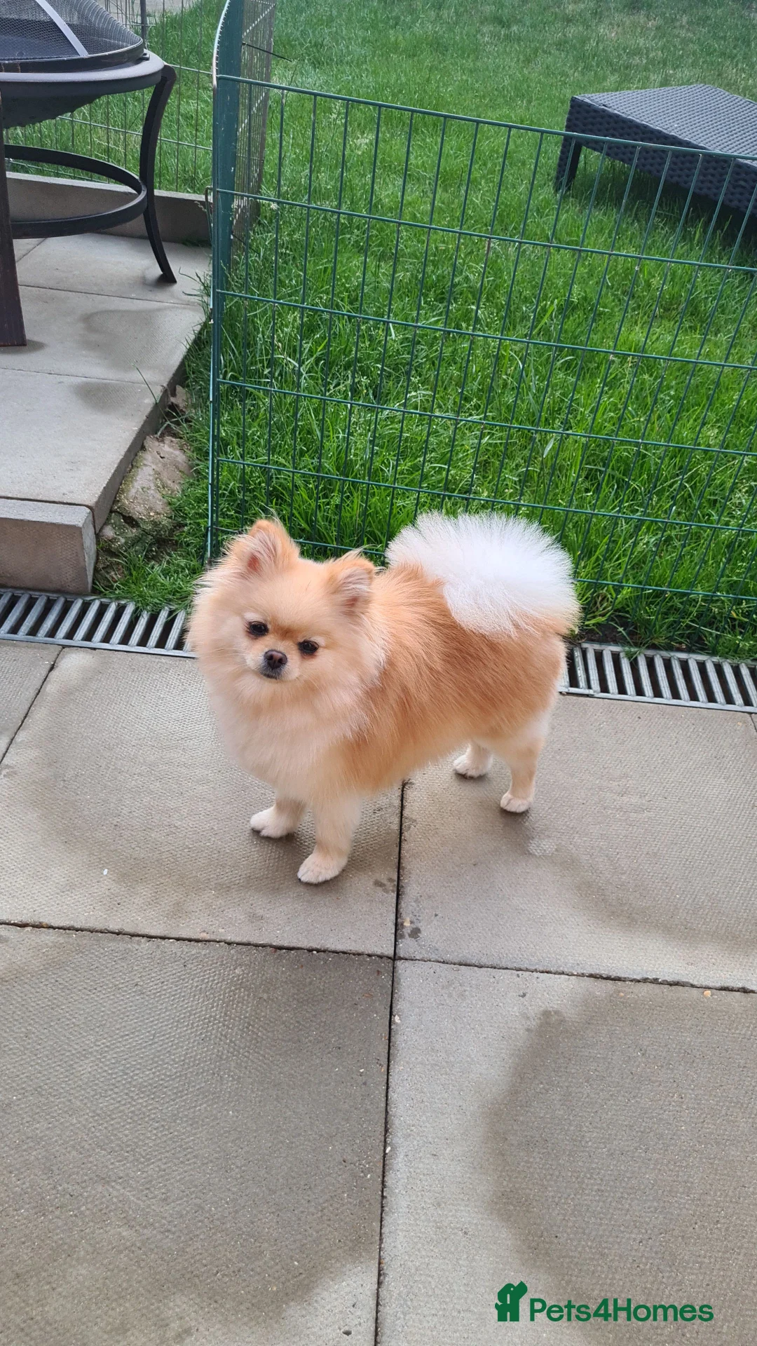 Pomeranian dogs for sale: Quality pomeranian pups - Advert 3