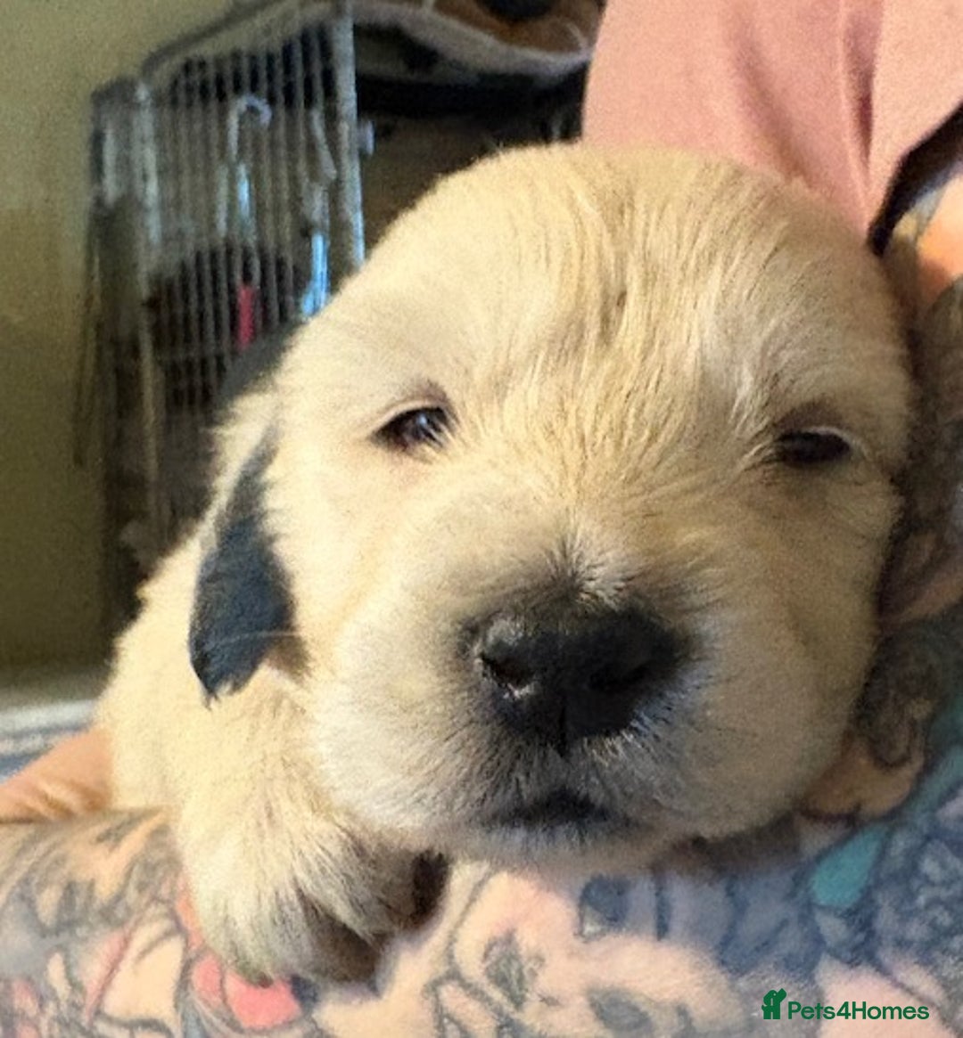 Golden Retriever dogs for sale: Gorgeous KC Registered Goldies. 5 Star Reg.Breeder - Advert 24