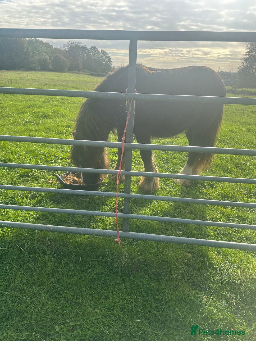 Irish Cob horses for sale: Ted, stallion cob - Advert 1