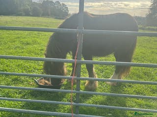 Irish Cob horses Ted, stallion cob - Advert 2