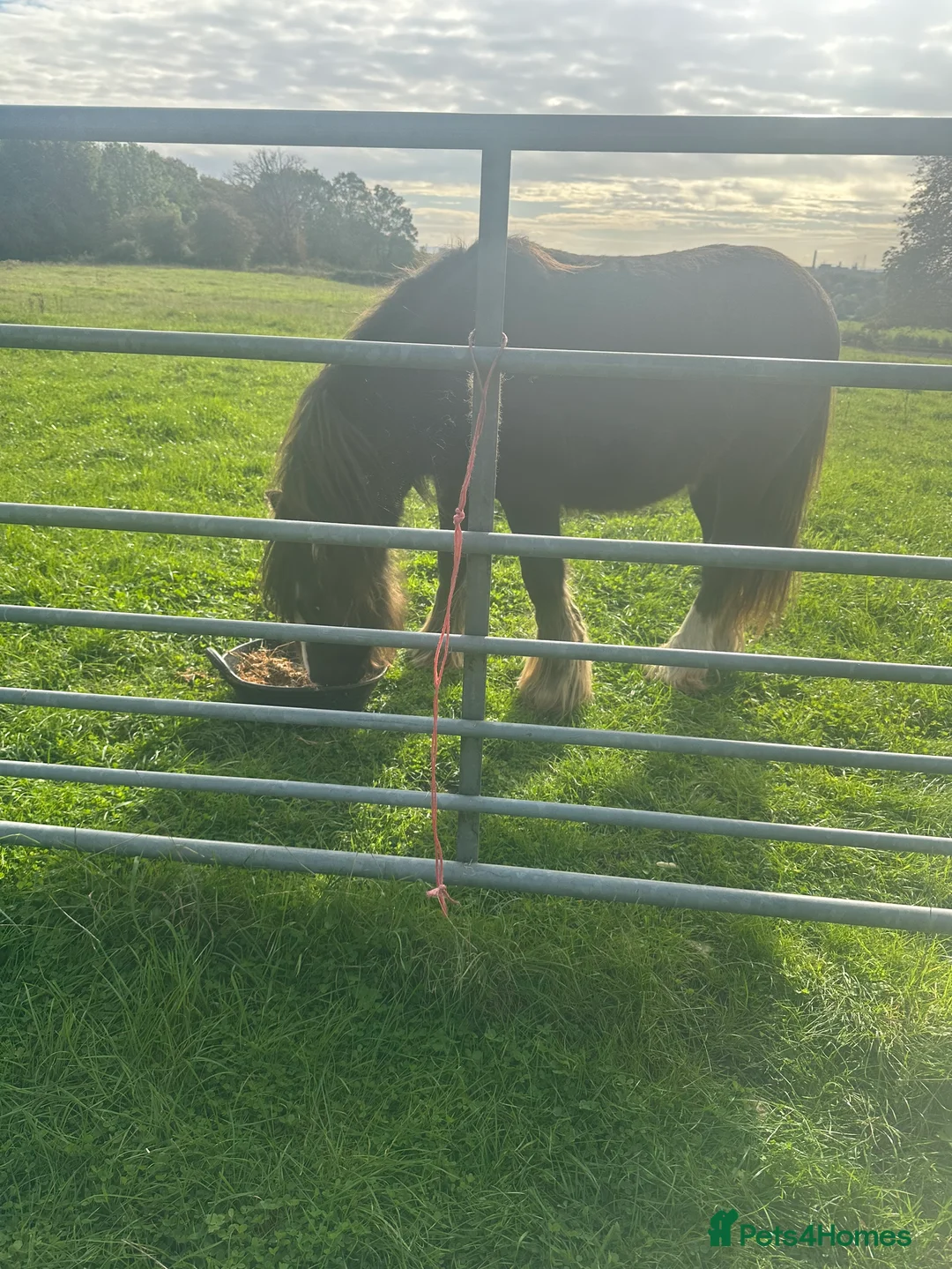 Irish Cob horses for sale: Ted, stallion cob - Advert 1