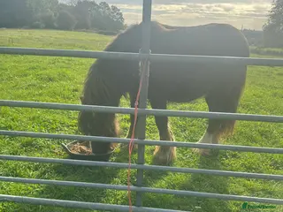 Irish Cob horses Ted, stallion cob - Advert 11