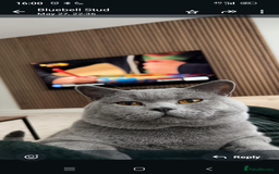 British Shorthair cats for sale: Purebred British shorthairs  - Image 9