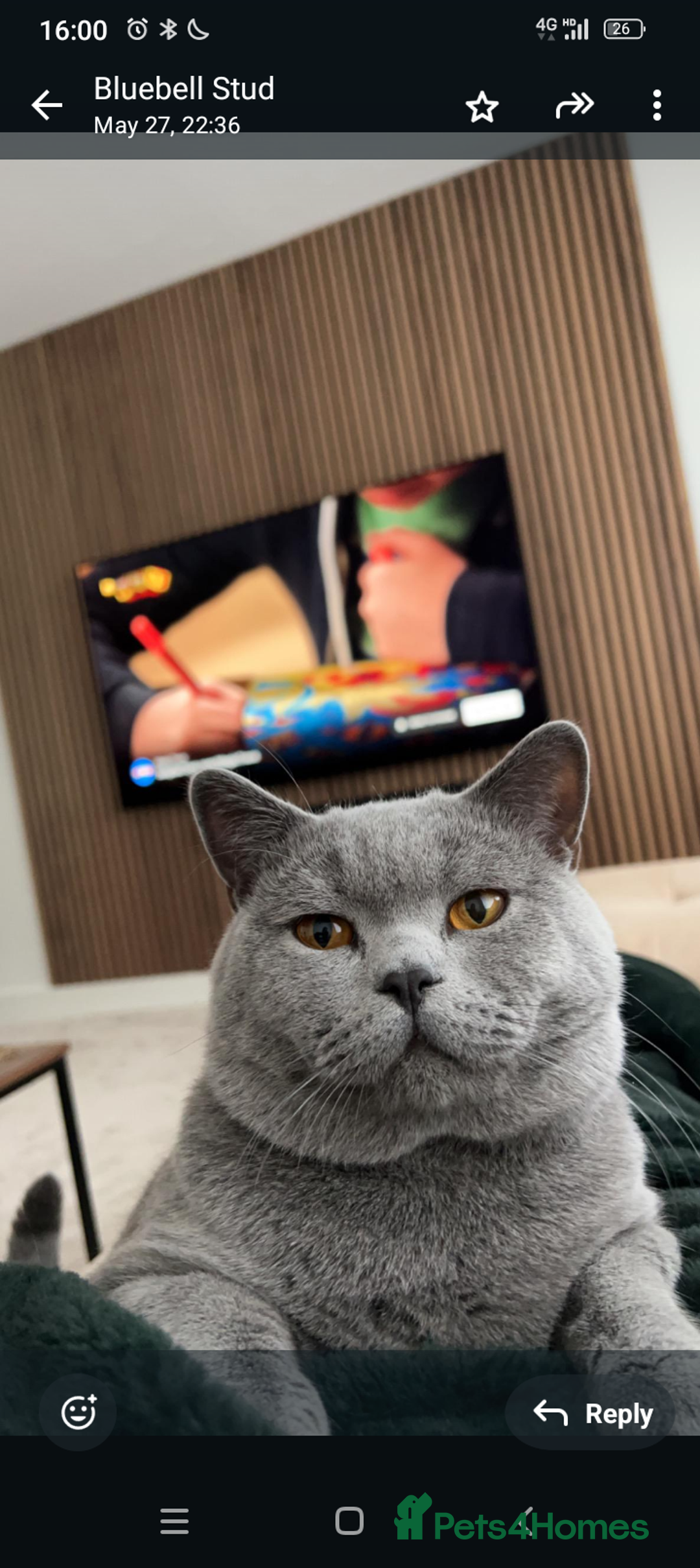 British Shorthair cats for sale: Purebred British shorthairs  - Image 9