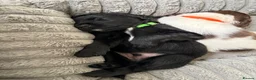 Sprocker dogs for sale: Sprocker puppies  - Advert 3