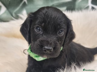 Cocker Spaniel dogs - Advert 16