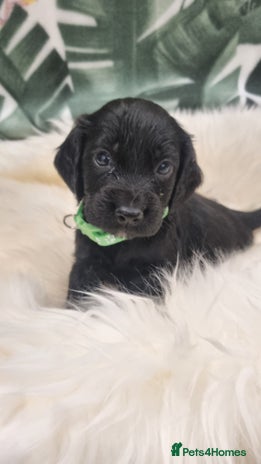 Cocker Spaniel dogs - Advert 4