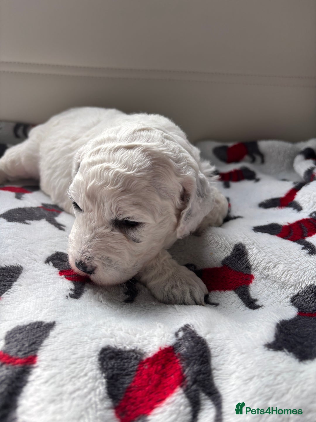 Cockapoo dogs for sale: Adorable F2 Cockapoo Puppies - First Litter  - Advert 22
