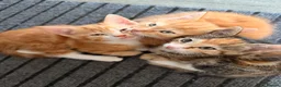 Mixed Breed cats for sale: Adorable Kittens Looking for Their Forever Homes - Advert 10