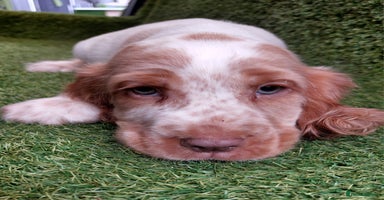 Cocker Spaniel dogs - Advert 15
