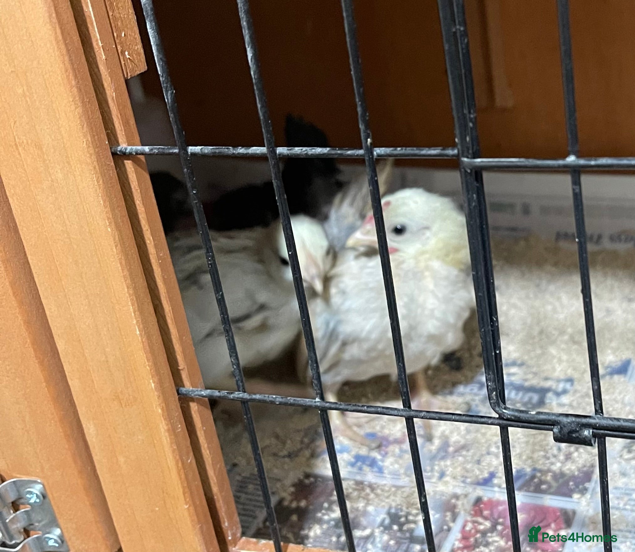 Chickens poultry Mini Serama Chicks - Advert 14