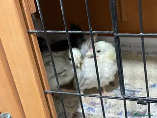 Chickens poultry Mini Serama Chicks - Advert 14