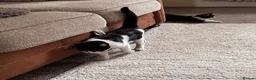 Mixed Breed cats for sale: 4 month old kittens in Sheffield - Advert 2