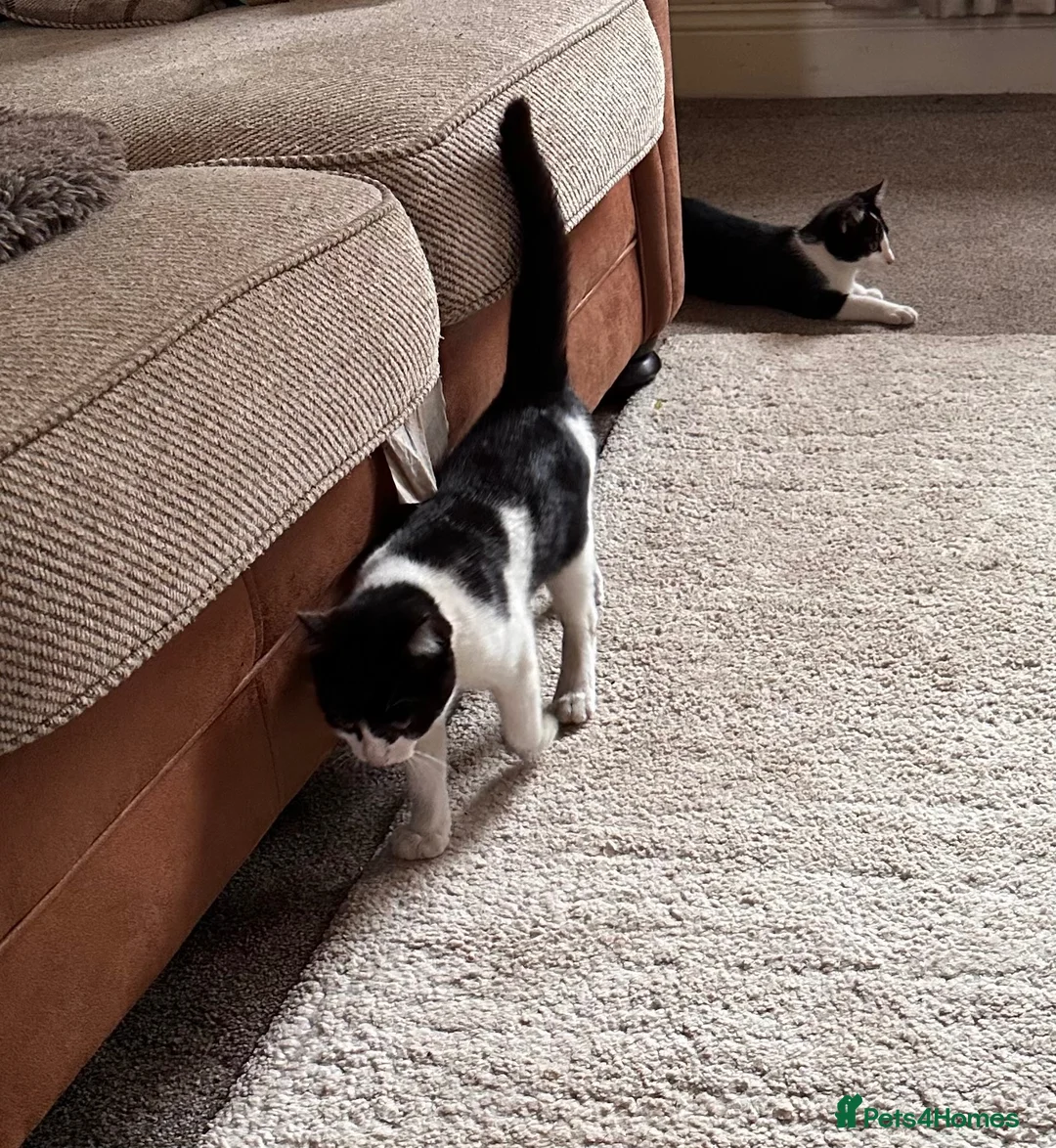 Mixed Breed cats for sale: 4 month old kittens in Sheffield - Advert 2