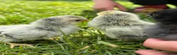 Chickens poultry for sale: Day old chicks, hatching eggs, runner ducklings - Advert 2