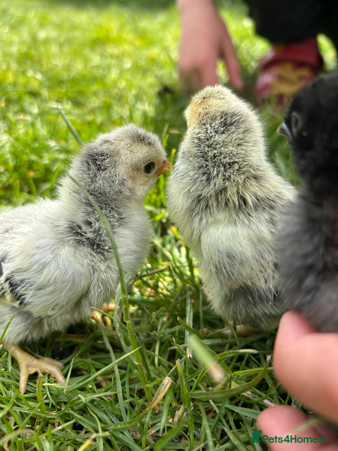 Chickens poultry for sale: Day old chicks, hatching eggs, runner ducklings - Advert 2
