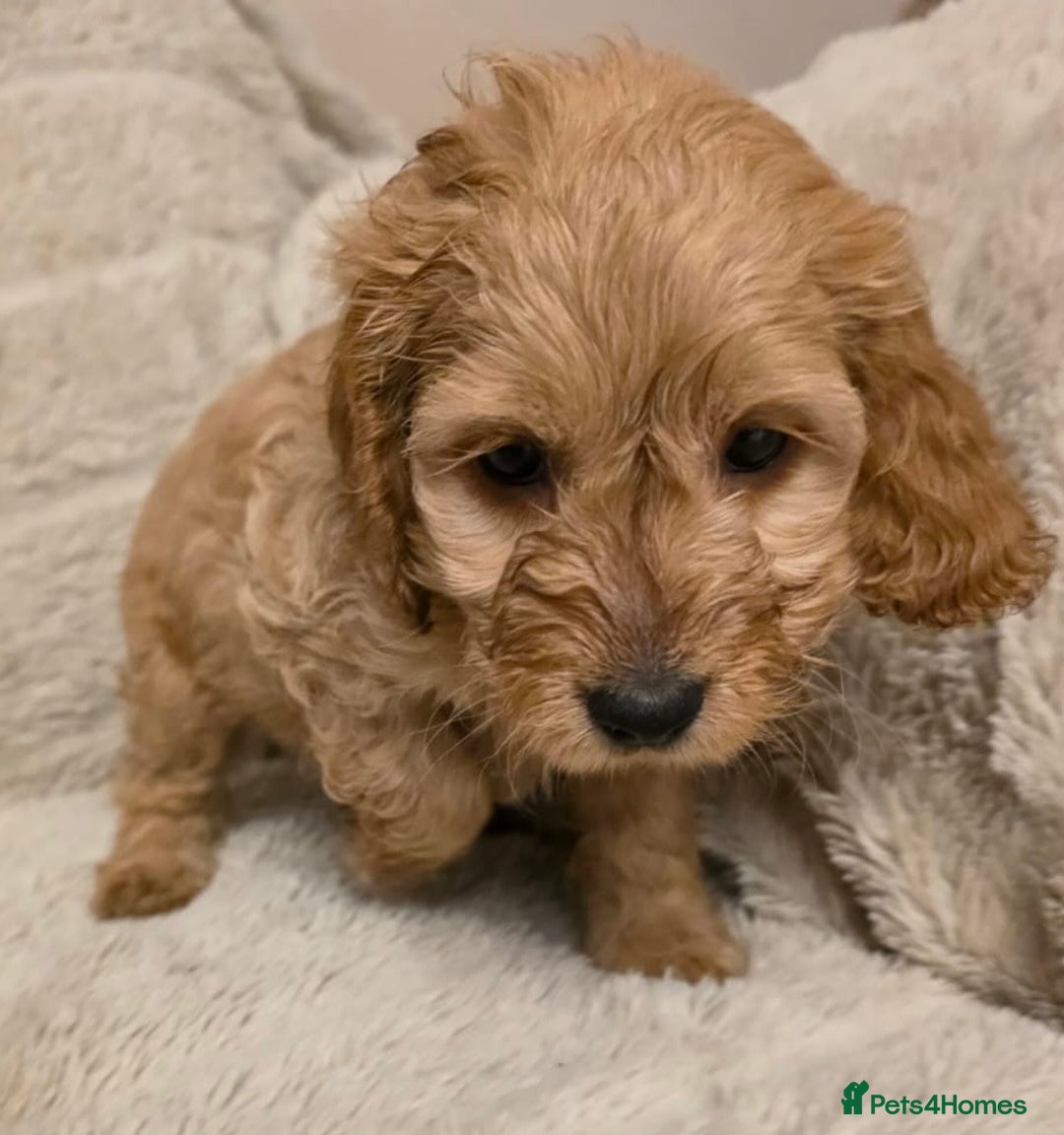 Cockapoo dogs for sale: Beautiful f1 cockapoo puppies 4 boys and 4 girls - Advert 2