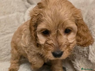 Cockapoo dogs Beautiful f1 cockapoo puppies 4 boys and 4 girls - Advert 3