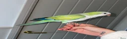 Parakeets birds for sale: Bonded pair Quakers  in Middlesbrough - Advert 5