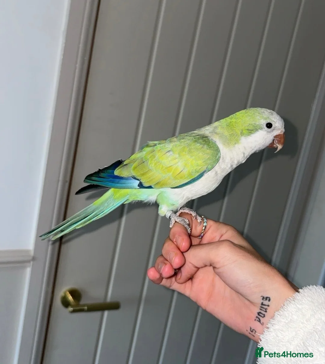 Parakeets birds for sale: Bonded pair Quakers  in Middlesbrough - Advert 5
