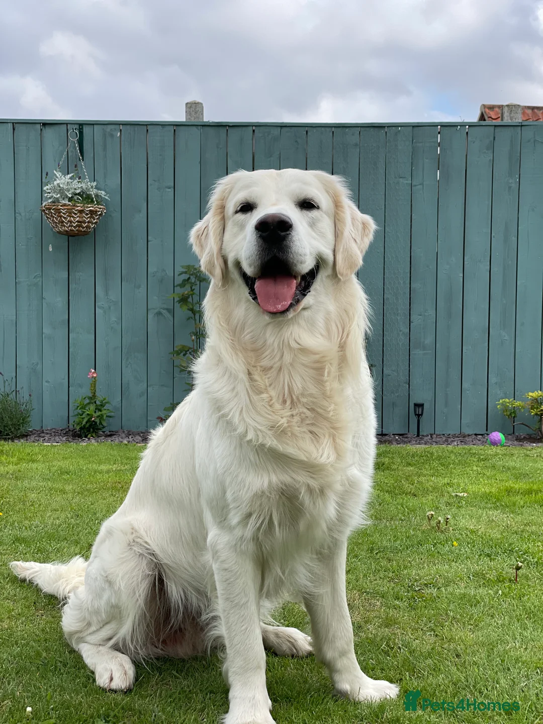 Golden Retriever dogs for stud: Stunning Golden Retriever Stud Dog KC Registered in Beverley - Advert 3
